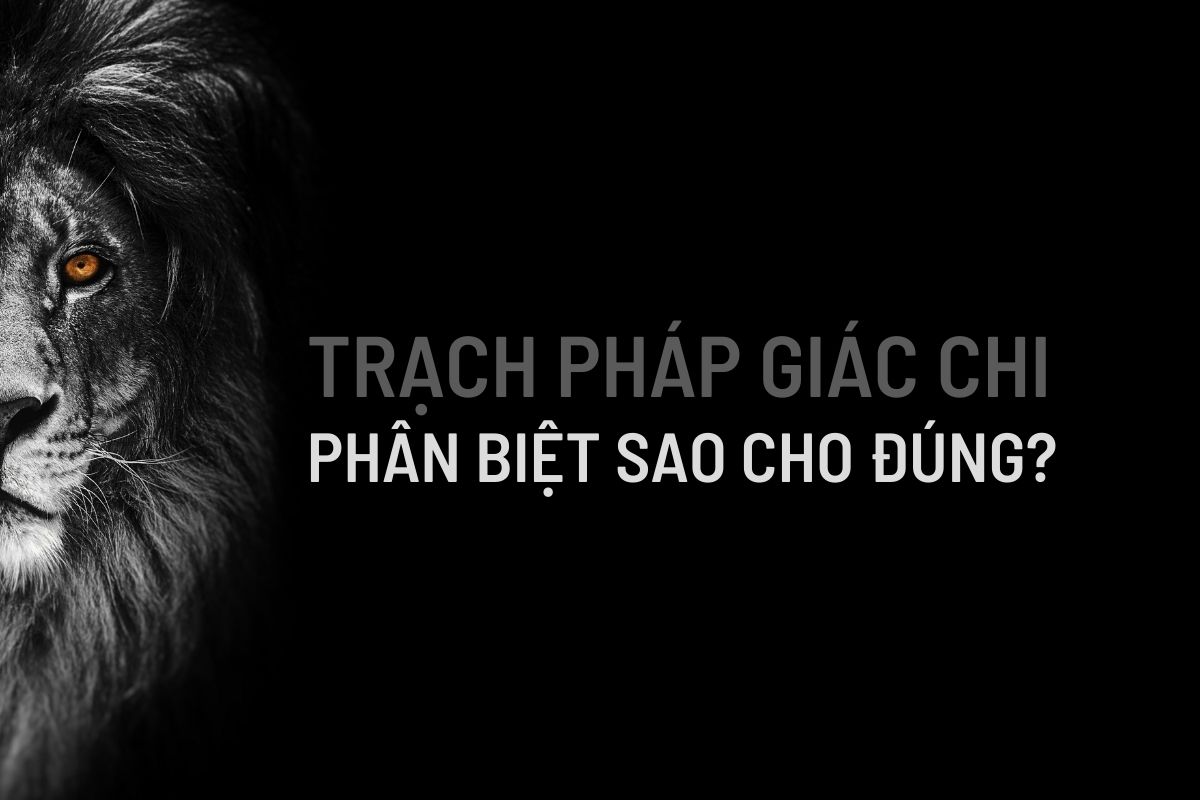 Trạch pháp giác chi – Phân biệt sao cho đúng?